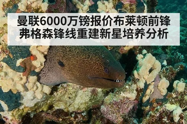 曼联6000万镑报价布莱顿前锋弗格森锋线重建新星培养分析
